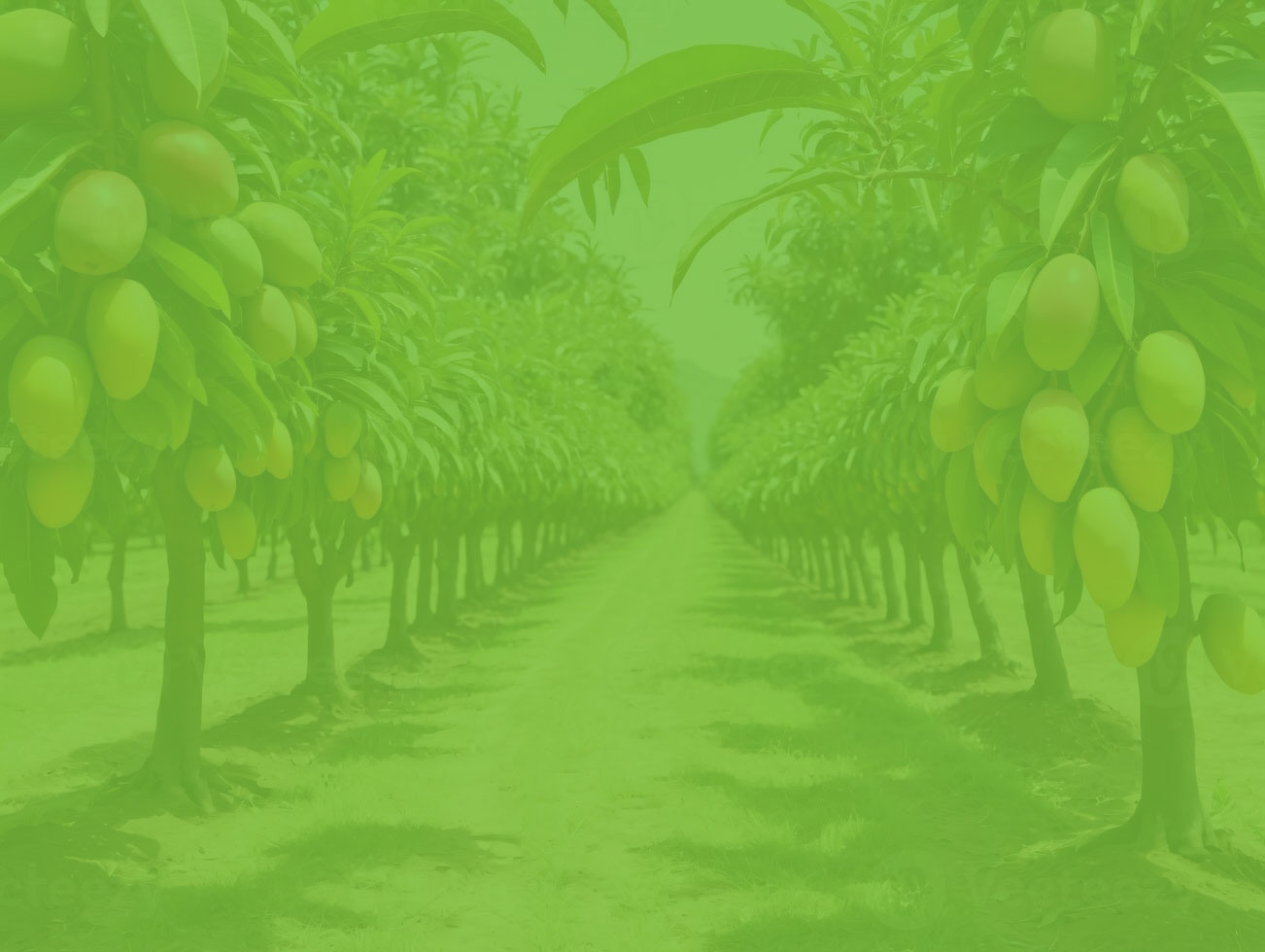 aaa
